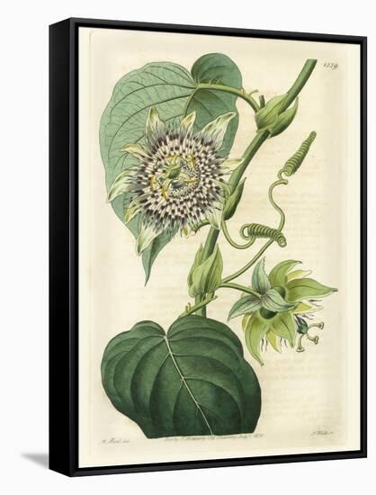 Antique Passionflower I-M. Hart-Framed Stretched Canvas