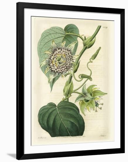 Antique Passionflower I-M. Hart-Framed Art Print