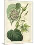 Antique Passionflower I-M. Hart-Mounted Art Print