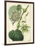 Antique Passionflower I-M. Hart-Framed Art Print