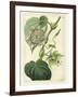 Antique Passionflower I-M. Hart-Framed Art Print