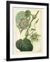 Antique Passionflower I-M. Hart-Framed Art Print