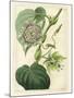 Antique Passionflower I-M. Hart-Mounted Art Print