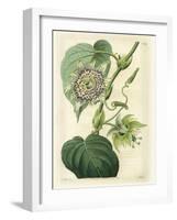 Antique Passionflower I-M. Hart-Framed Art Print