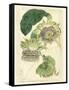 Antique Passionflower II-M. Hart-Framed Stretched Canvas