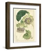 Antique Passionflower II-M. Hart-Framed Art Print