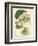 Antique Passionflower II-M. Hart-Framed Art Print