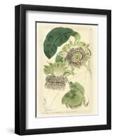 Antique Passionflower II-M. Hart-Framed Art Print