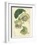 Antique Passionflower II-M. Hart-Framed Art Print