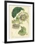 Antique Passionflower II-M. Hart-Framed Art Print