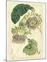 Antique Passionflower II-M. Hart-Mounted Art Print