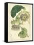 Antique Passionflower II-M. Hart-Framed Stretched Canvas