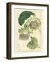 Antique Passionflower II-M. Hart-Framed Art Print