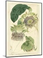 Antique Passionflower II-M. Hart-Mounted Art Print