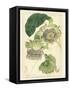 Antique Passionflower II-M. Hart-Framed Stretched Canvas