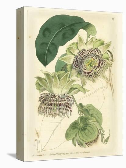 Antique Passionflower II-M. Hart-Stretched Canvas