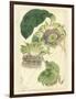 Antique Passionflower II-M. Hart-Framed Art Print