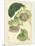 Antique Passionflower II-M. Hart-Mounted Art Print