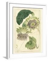 Antique Passionflower II-M. Hart-Framed Art Print