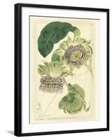 Antique Passionflower II-M. Hart-Framed Art Print