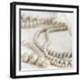 Antique Pearls 01-Tom Quartermaine-Framed Giclee Print