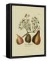 Antique Pears-null-Framed Stretched Canvas