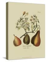 Antique Pears-null-Stretched Canvas