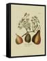 Antique Pears-null-Framed Stretched Canvas