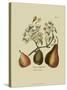 Antique Pears-null-Stretched Canvas