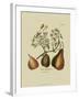 Antique Pears-null-Framed Art Print