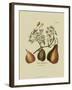 Antique Pears-null-Framed Art Print