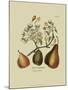 Antique Pears-null-Mounted Art Print