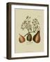 Antique Pears-null-Framed Art Print