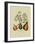 Antique Pears-null-Framed Art Print