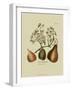 Antique Pears-null-Framed Art Print