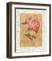 Antique Peony II-Linda Hanly-Framed Art Print