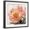 Antique Peony III-Christine Zalewski-Framed Art Print