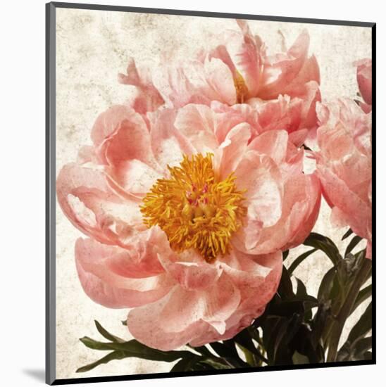 Antique Peony IV-Christine Zalewski-Mounted Art Print