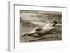 Antique photo of a Woman in a swimsuit-French School-Framed Photographic Print