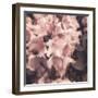 Antique Pink-Mindy Sommers-Framed Giclee Print