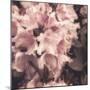Antique Pink-Mindy Sommers-Mounted Giclee Print