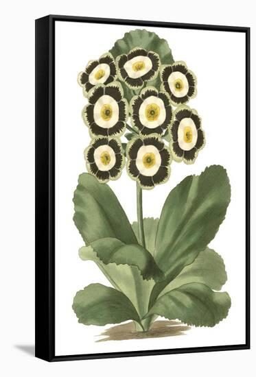 Antique Primula III-null-Framed Stretched Canvas