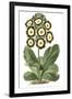 Antique Primula III-null-Framed Art Print