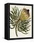 Antique Protea III-null-Framed Stretched Canvas