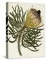 Antique Protea III-null-Stretched Canvas