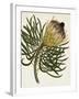 Antique Protea III-null-Framed Art Print