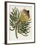 Antique Protea III-null-Framed Art Print