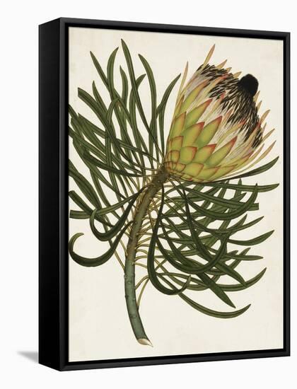 Antique Protea III-null-Framed Stretched Canvas