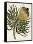 Antique Protea III-null-Framed Stretched Canvas