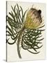 Antique Protea III-null-Stretched Canvas